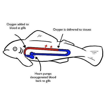 fish circulatory system|Closed Circulatory System .